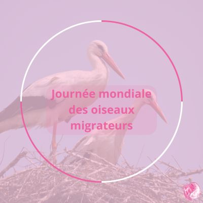 Journée mondiale des oiseaux migrateurs